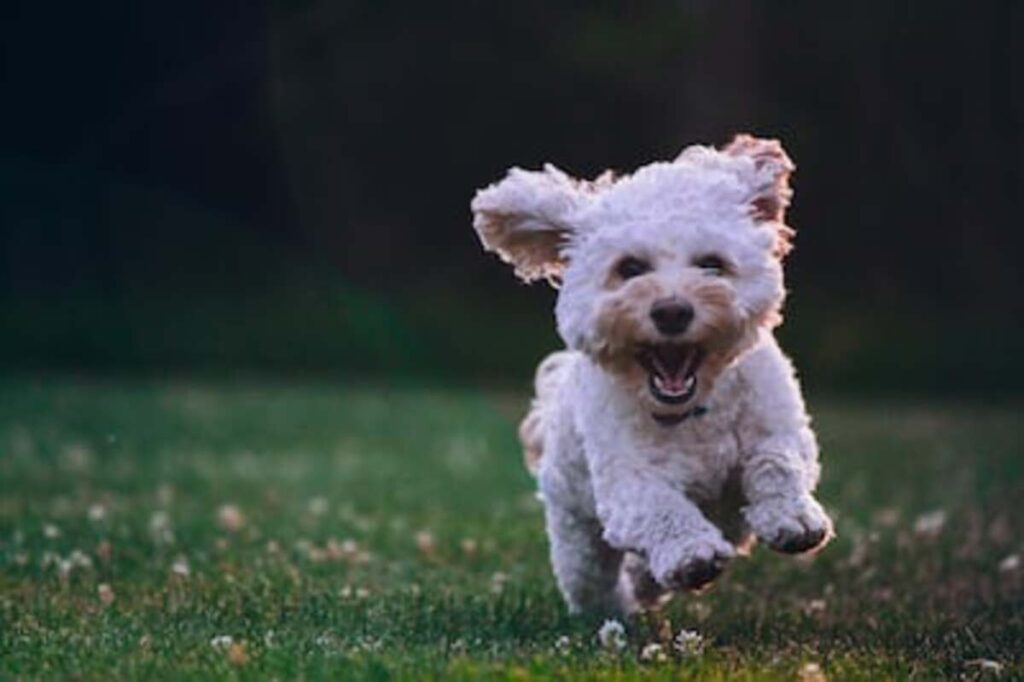 The Benefits of a Dog Grooming Service 1 Dog grooming service